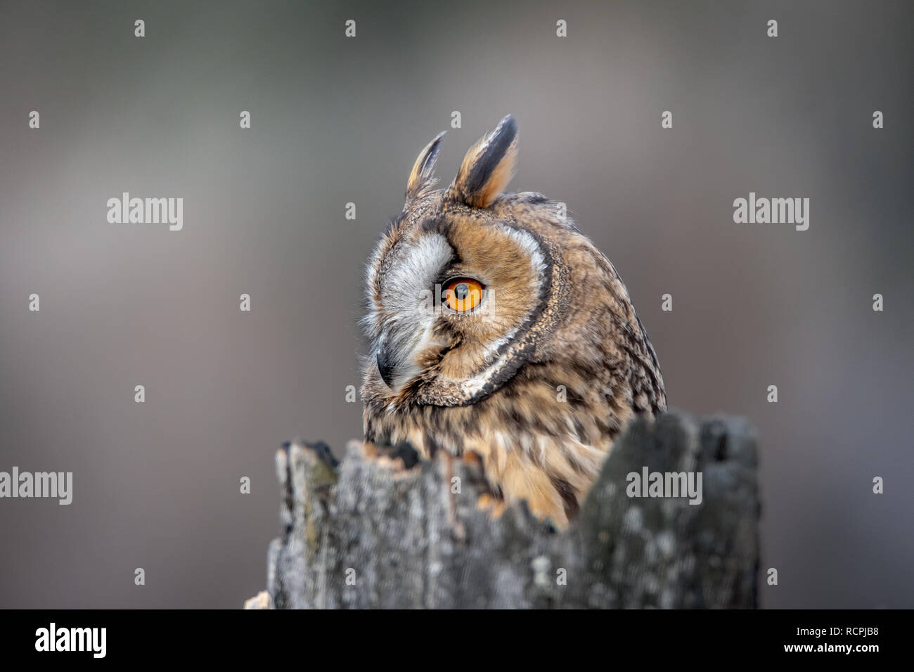 Die waldohreule, auch als die nördlichen Waldohreule genannt, ist eine Pflanzenart aus der Gattung der Eule, die Rassen in Europa, Asien und Nordamerika. Stockfoto