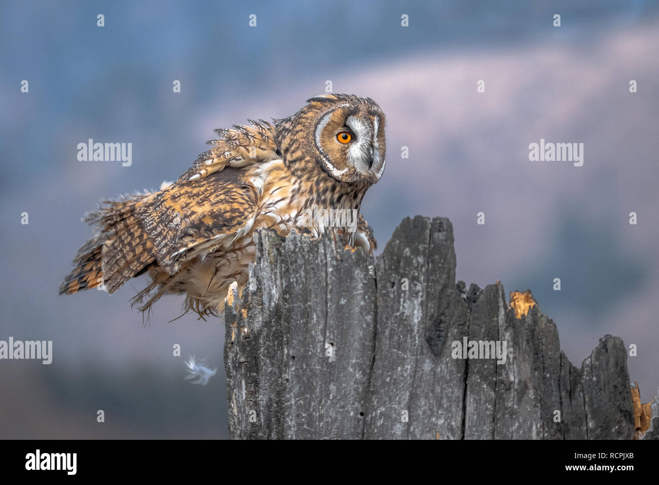 Die waldohreule, auch als die nördlichen Waldohreule genannt, ist eine Pflanzenart aus der Gattung der Eule, die Rassen in Europa, Asien und Nordamerika. Stockfoto