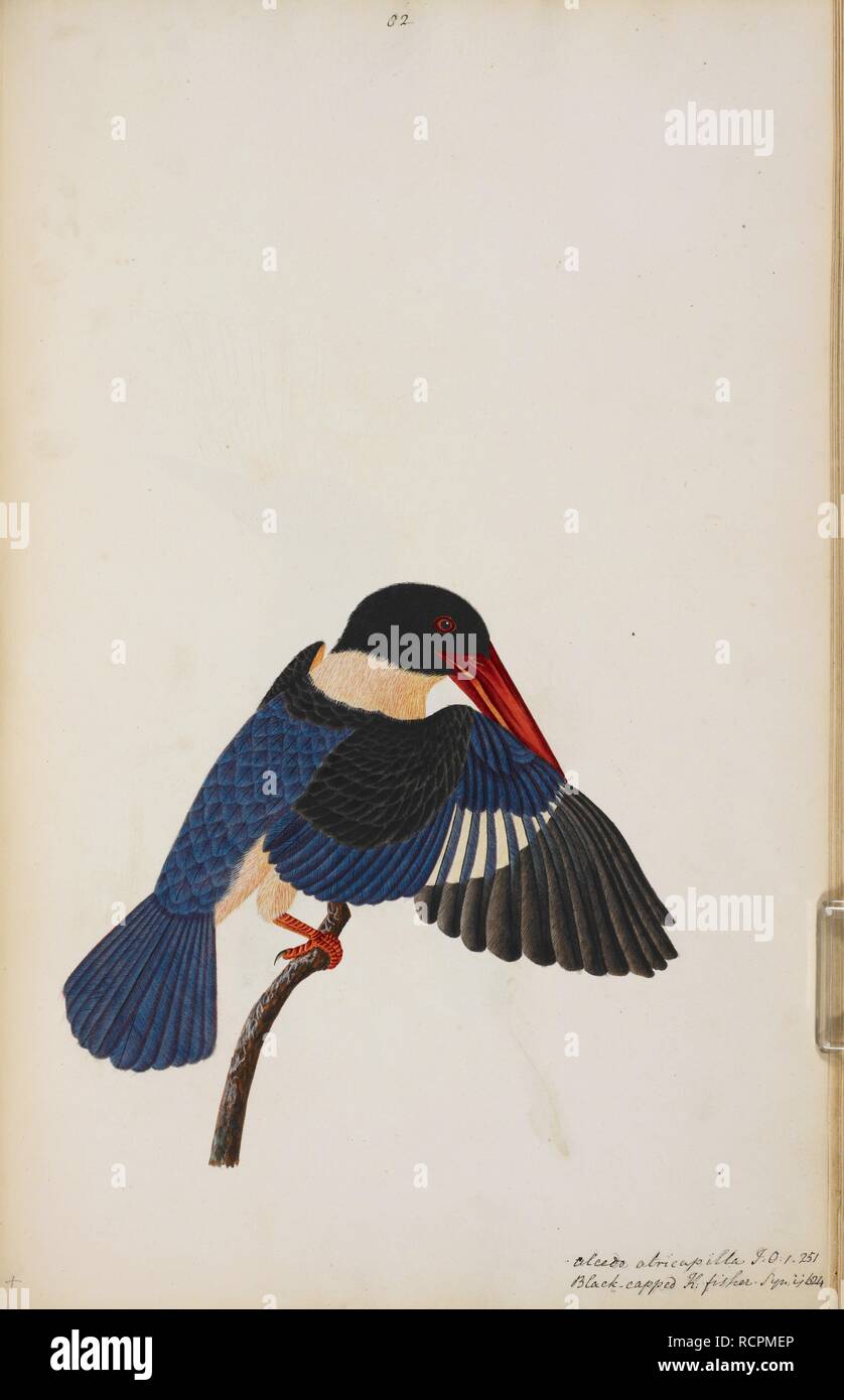 Black-Capped Kingfisher â € "Halcyon pileataâ €™. Wellesley Alben. 1798 - 1805. Aquarell. Quelle: NHD 29/82. Autor: Anon. Stockfoto