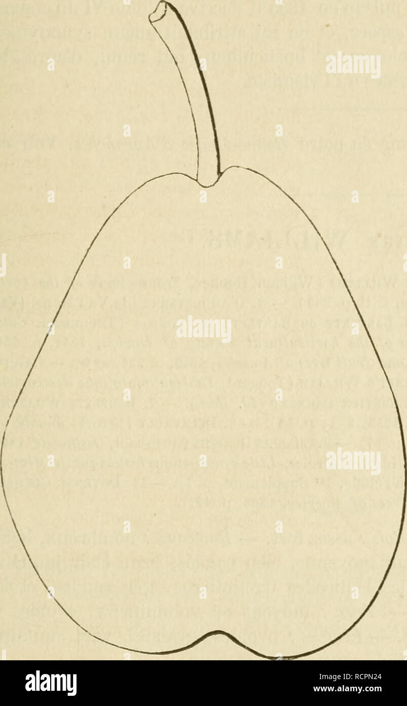 . Wörterbuch de pomologie, Contenant l'histoire, la Description, la Abbildung des Früchte Früchte anciens et des modernes les plus g © n©ralement connus et cultivÂ © s. Obst - Kultur. WIL 737 Herkunft Belge, le poirier AVillermoz Donna ses Premiers Früchte en 1848, à Geest-Saint-Remy, prÃ¨s Jodoigne, chez son propriÃ©taire et Pate, M. BIVORT Stil, qui le Dekor crivit Einrichtung ¨ s 1851 dans VAlbian de pomologie (t.lY, S. 10). 910. Poire WILLIAM PRINCE. Uescriiition de l'Arbre. Â Bois: fort. Â Rameaux: nom-breux, lÃ©gÃ¨rement Ã © talÃ©s, Gros, peu sehnt, coudÃ©s, brun Clair faiblement rosÃ©, aux lenticelles Ap Stockfoto