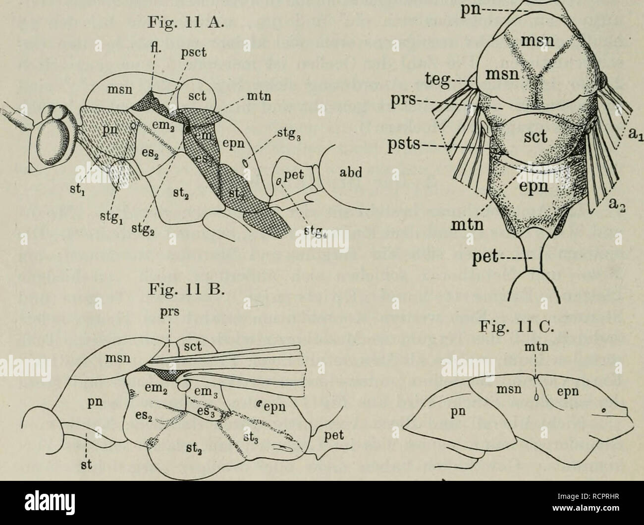 . Ameise sterben. Schilderung ihrer Lebensweise. Ameisen. 26 Morphologie. und Emery (1900) machten auf diesen Irrtum aufmerksam. Das Epinotum ist häufig mit Dornen, Haken usw. besetzt. - Der Bau und die Form des Thorax ist das wichtigste Merkmal zur Unter-scheidung von $ und^, wie im nächsten Kapitel des näheren aus-geführt wird. Als Anhänge des Thorax kommen dorsalen sterben Flügel (nur bei cT und 5) und ventrale sterben Beine in Betracht. Der Bau der ersteren (d. h. deren Geäder Usw.) kann hier übergangen werden. 11 D. pn--/C Abb. IIA. r/^ Fl.. Thorax verschiedener Ameisen. A. Thorax von Streblognathu Stockfoto