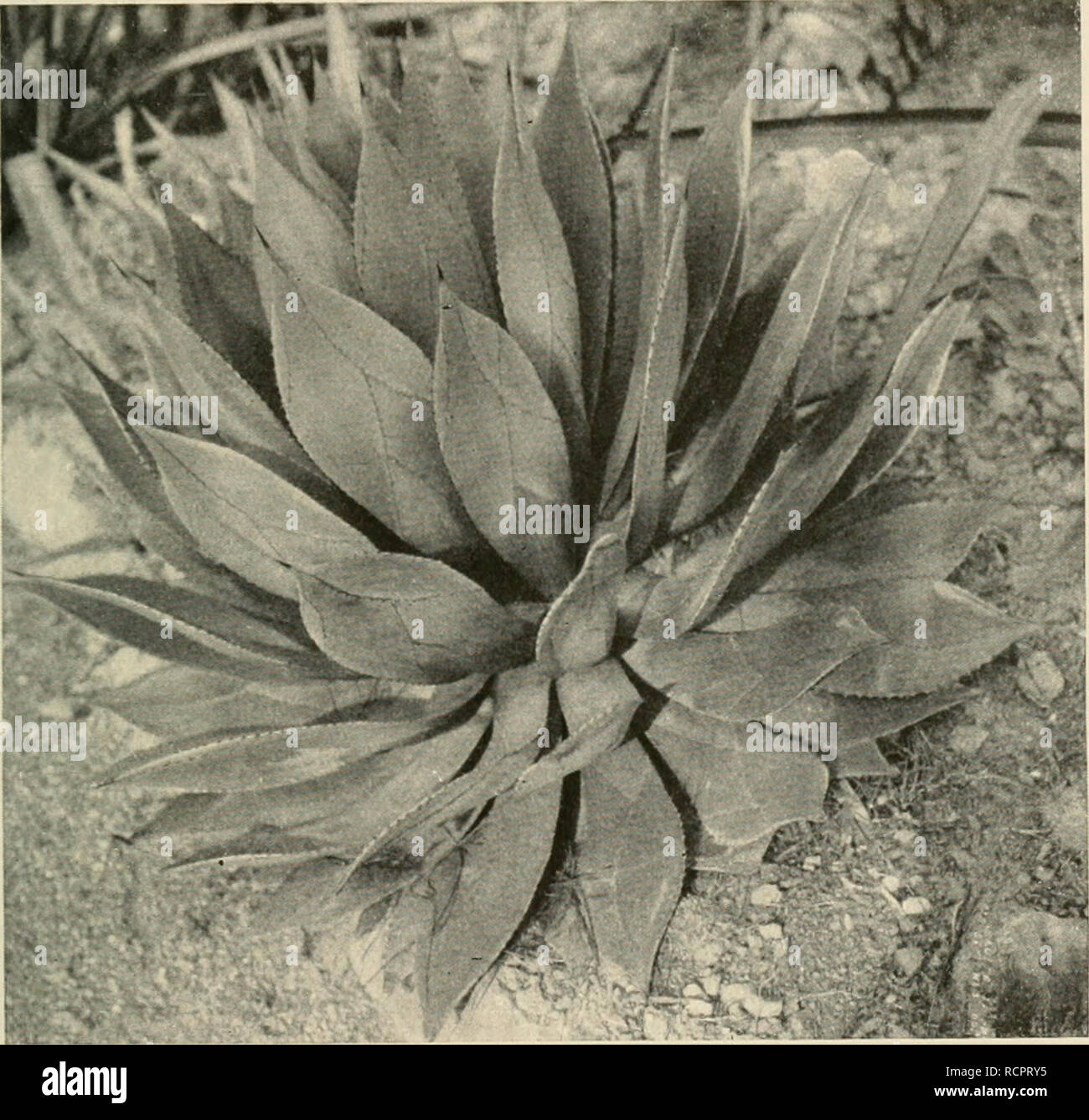 . Agaven sterben. BeitrÃ¤ge zu einer Monographie. Mit 79 Abbildungen im Text und 2 Taf. Agave; der Amaryllidaceae. Anacamptagave. 45 15 mm entfernt, hornig, sdnvar/braun, deltamuskel Hakig vor- oder rÃ¼ck - Wärtsilä rts gekrÃ¼mmt. H mm lang Nnd 4 mm breit bin CJrunde, die unteren kleiner und Dichter gestellt. BlÃ¼Tenstand - Ich. also bis H. OO m hoch. Schaft krÃ¤ftig, 1,35 - 1,50 m hoch, mit zahlreichen anliegenden dreieckig-lang-gespitzten braun gerÃ¤nderten HochblÃ¤ttern, welche mit einem kleinen schwarzen Endstachel bewehrt sind: TranbenÃ¤hre dicht; Deckt) lÃ¤tter Deltamuskel, 6 cm lang und 4 cm breit. BlÃ¼Ten zu 2â 4, se Stockfoto