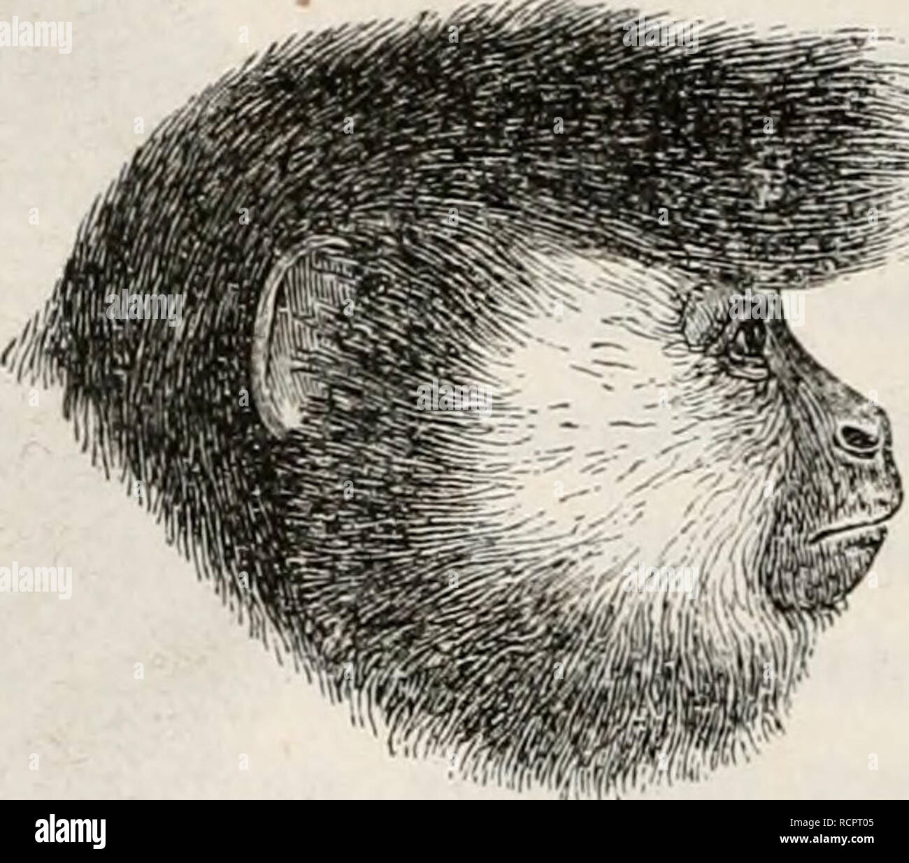 . Die Abstammung des Menschen und die geschlechtliche Zuchtwahl. Evolution. Abb. 74. Abb. 71. Kopf von semnopithecus Comatus. Abb. 73. Kopf von Ateles margiiiaius. Abb. 7 "J. Kopf von Cehue capucinus. Abb. 74. Kopf von Cebus r^eUerosus. (Abb. 75) ist schwarz, der Backen- und Kinnbart ist weiss, dabei findet sich ein Umschriebener weisser Fleck auf der Nase, der mit kurzen weissen Haaren bedeckt ist, war dem Thiere in einen fast lächerlichen Anblick gibt. Der semnopithecus frontatus hat gleichfalls ein schwärz - lichs Gesicht mit einem langen schwarzen Barte und einem grossen nackten Flecken eine de Stockfoto
