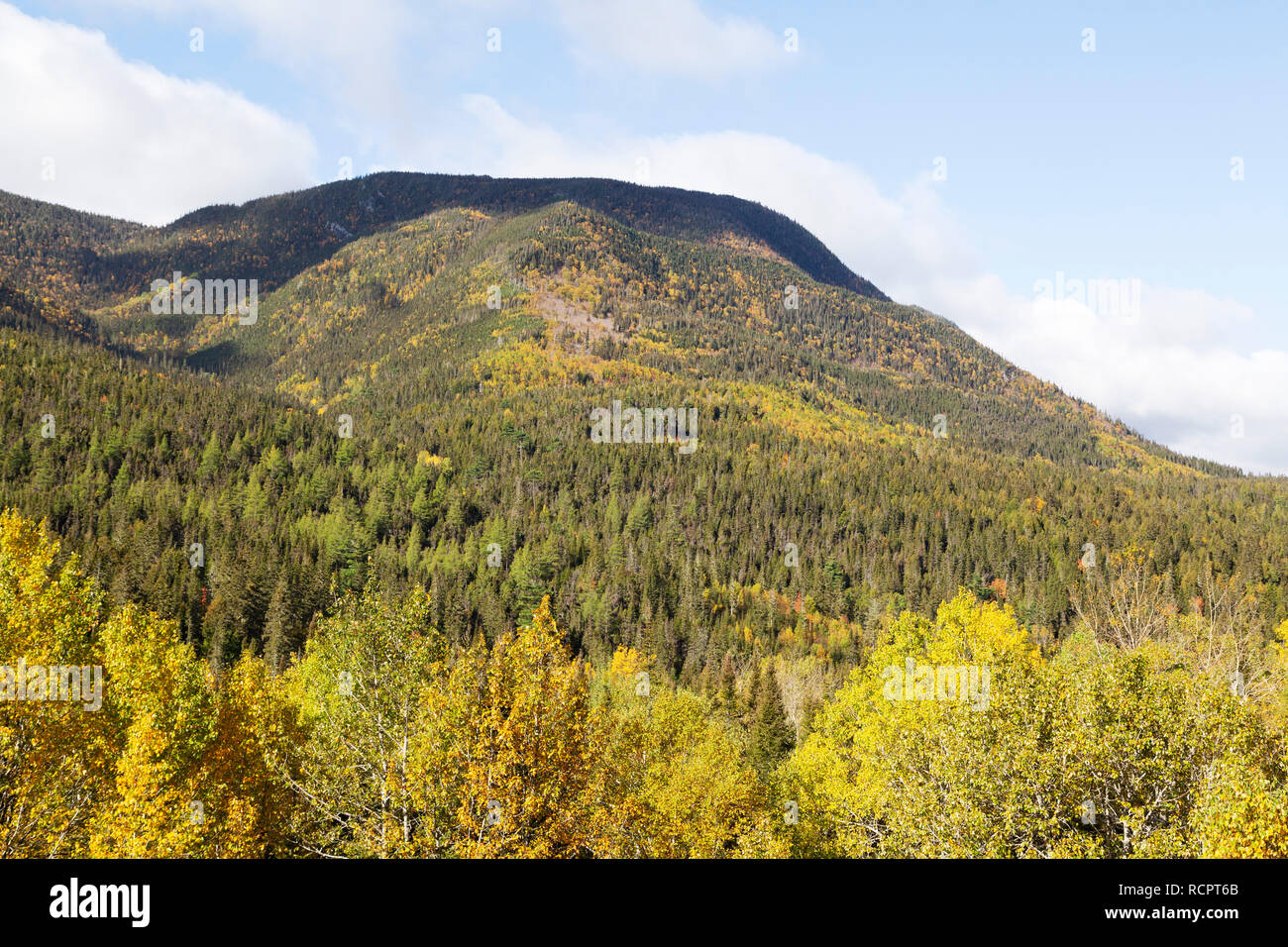 Herbstfarben im Gaspésie National Park (Parc National de la Gaspésie) auf der Halbinsel Gaspé Quebec, Kanada. Stockfoto