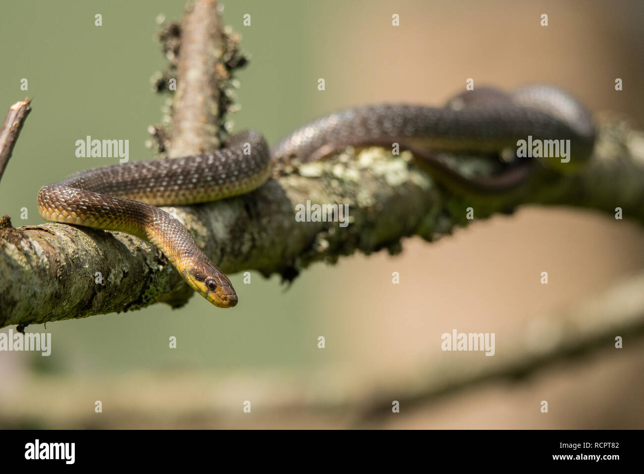 Zamenis longissimus Fotos und Bildmaterial in hoher Auflösung Alamy