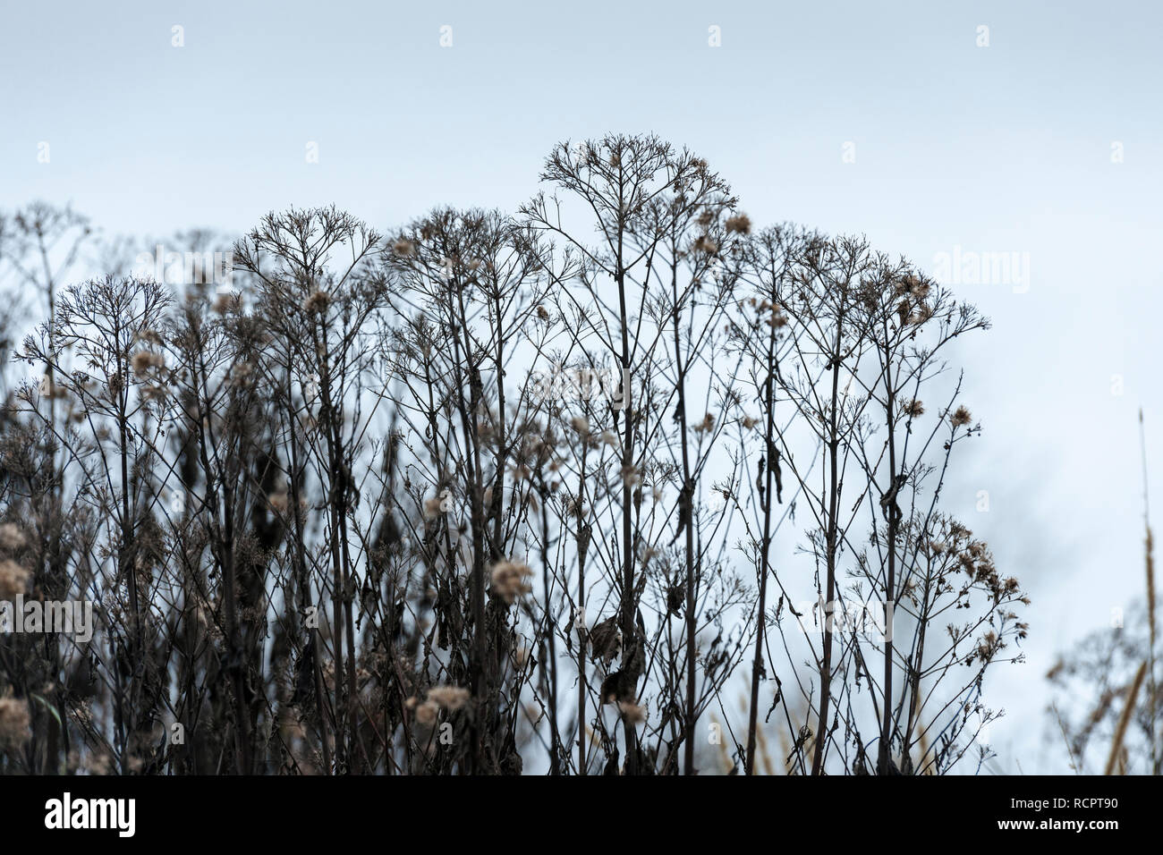 Dead winter blumen Silhouette gegen einen grauen Himmel Stockfoto