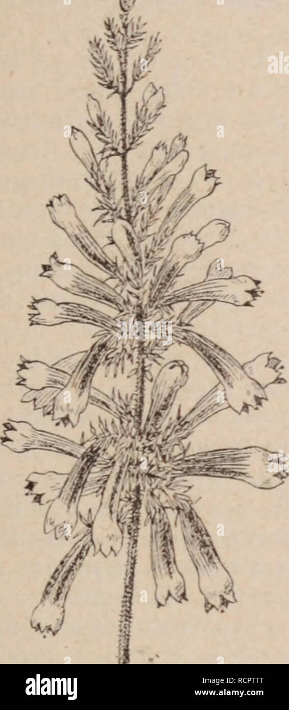 . Wörterbuch d'Gartenbau illustrÃ©/par D. Bois prÃ© Gesicht de Maxime Cornu avec la collaboration de E. André... [Et Al.].. Gartenbau; Wörterbücher.. ERIC A.505 - EEICA. E. Wilmoreana Knowles et West. (Euerica.) {Abb. 352.) â Bois, Atl. Pl. Jard. t. 169. (E. Odo-rata Andr., var.) Arbrisseau de 50 cm, pyra-midal, Ã rameaux laineux; Dateien, Par 4. linÃ © Aires, rigides, obtuses, sillonnÃ © es en Dessous; Fl. achsel-laires, ou Presque terminales; corolle tubuleuse - cylindrique renflÃ©e, resserrÃ © e À-la-Schlucht, Rouge, Ã limbe Court, dressÃ©, verfärben; fleurit l'Hiver. Bot. Mag. t. 1219 Stockfoto