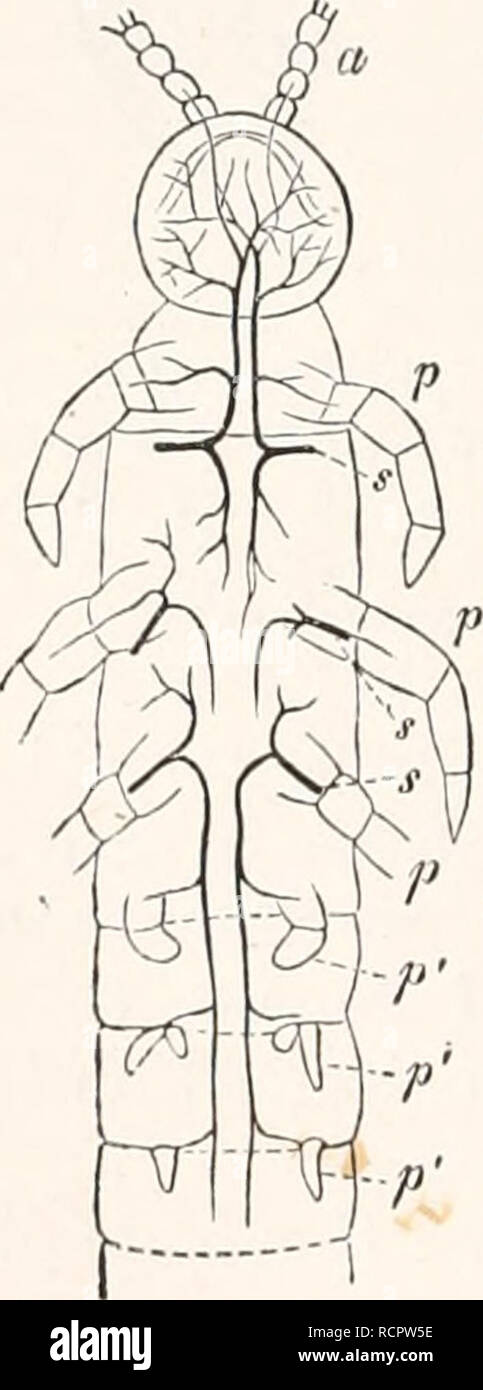 Anatomia lingua Fotos und Bildmaterial in hoher Auflösung Alamy
