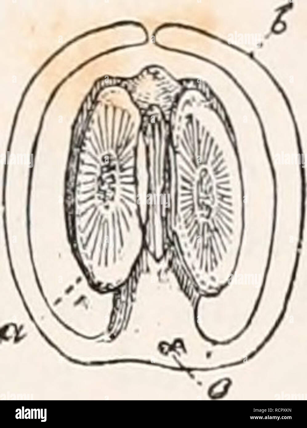 . Elemente der vergleichenden Anatomie. Anatomie, Vergleichende. FOEM