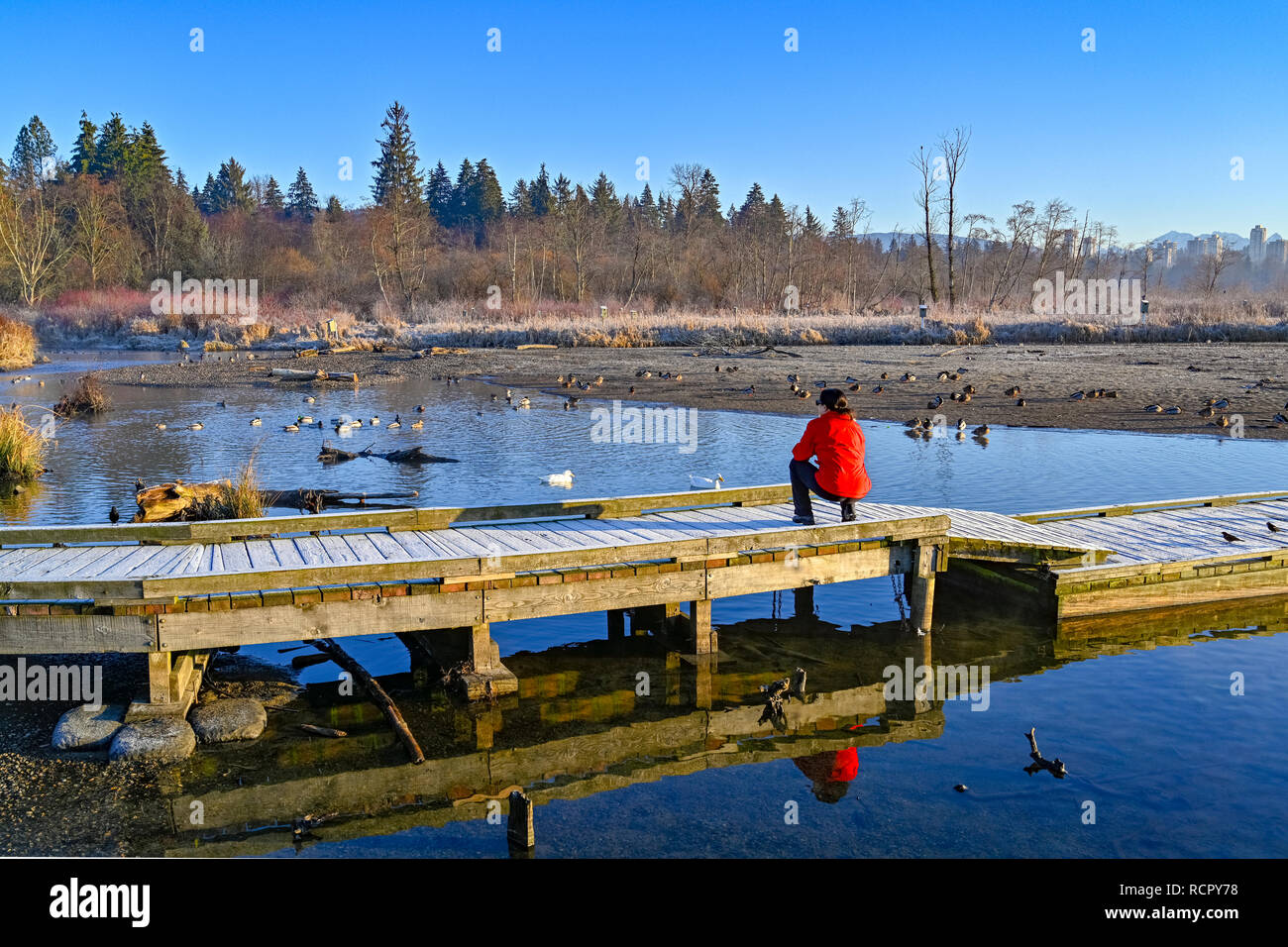 Boardwalk, Burnaby Lake Regional Park, Burnaby, British Columbia, Kanada Stockfoto