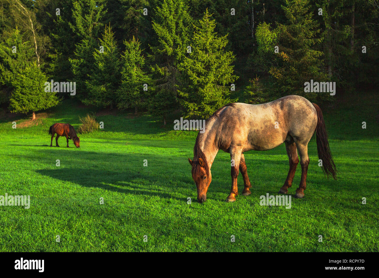 Mystic Sonnenaufgang über die verträumte Berg. Wild Horse Beweidung frisches Gras auf der Wiese. Bulgarien, Europa Stockfoto
