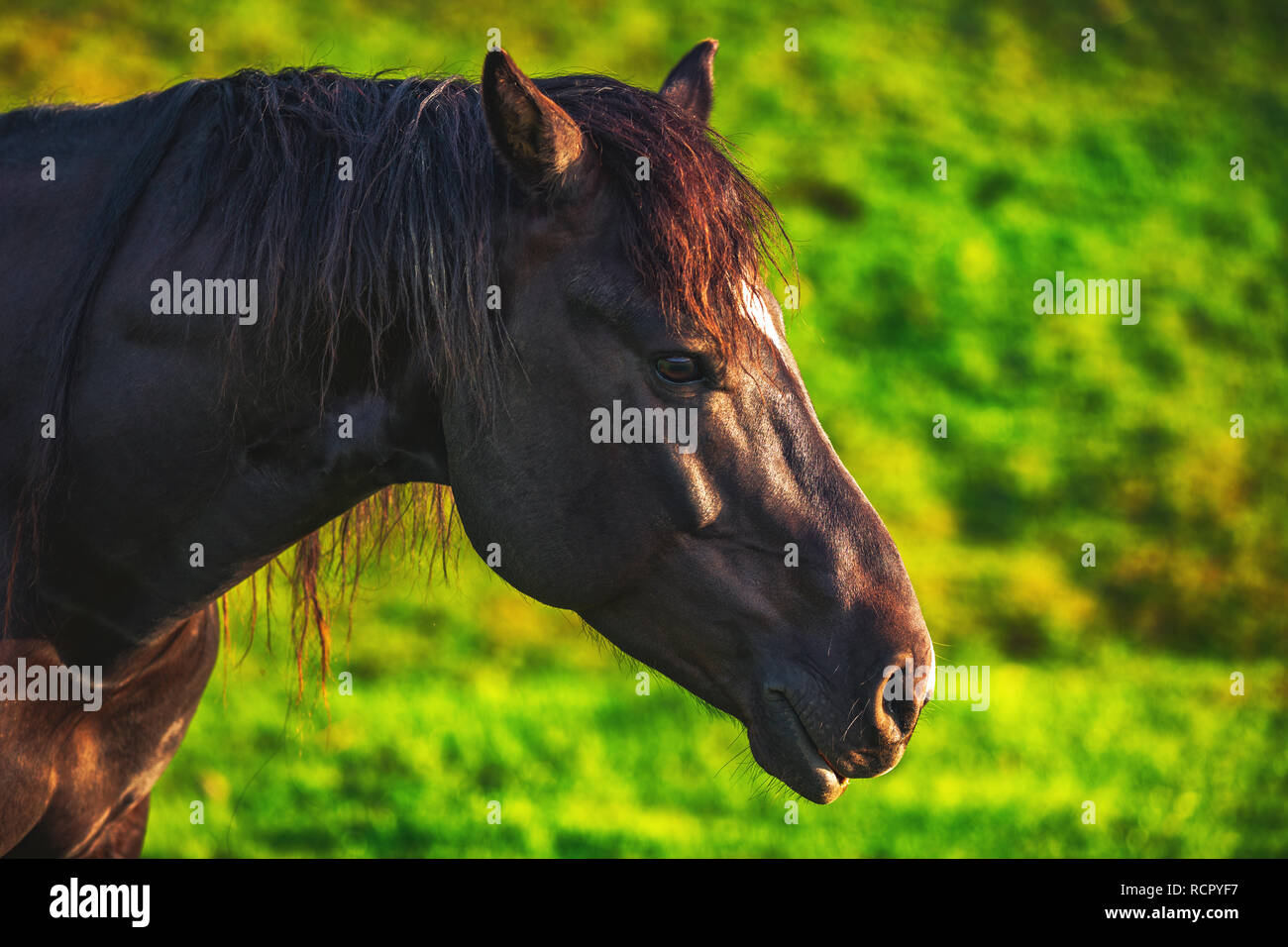 Mystic Sonnenaufgang über die verträumte Berg. Wild Horse Beweidung frisches Gras auf der Wiese. Bulgarien, Europa Stockfoto