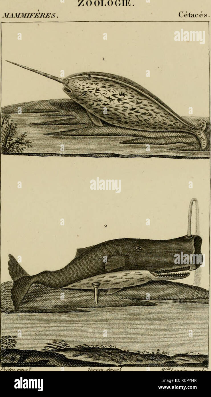 . Wörterbuch des sciences naturelles, Dans lequel auf traite méthodiquement De être de la nature considérés différens, soit en eux-mêmes, d'après l'État actuel de nos connoissances, soit relativement à l'utilité qu'en peuvent retirer La médecine, l'agriculture, le Commerce et les Artes. Suivi d'une Biographie des plus célèbres naturalistes. Natural History. 1. NARWAl. viUçcaire. 2. CACHALOT maorocépliale.. Bitte beachten Sie, dass diese Bilder extrahiert werden aus der gescannten Seite Bilder, die digital haben für die Lesbarkeit verbessert - Färbung und Aussehen dieser Abbildungen können nicht perfe Stockfoto