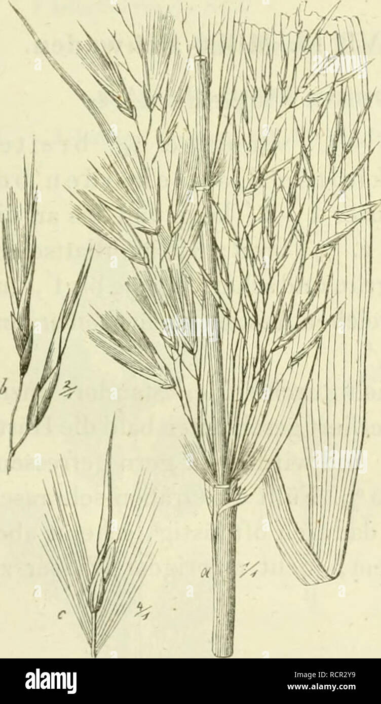. Deutschlands GrÃ¤ser und Getreidearten zu leichter Erkenntniss / Dm Wuchse, den BlÃ¤ttern, BlÃ¼then und FrÃ¼chten zusammengestellt und für die Land- und Forstwirtschaft / Vorkommen und Nutzen ausfÃ¼hrlich beschrieben. Pflanzen. l'Itter" rÃ¤scr I.37 §. 33. Besclircil) Ulli;-der Arten.*) I. SchilfgrÃ¤ser. 1 [Alm stcii"&gt;&gt; Ci'a (l (; oder etwas schief aulVeolii, 3 - O'und luiher. Die Halme und lialmÃ ¤ liiiliclien, bin (iiunde blattlosen Triebe stehen ein-zeln oder bilden einen lockern gleieliiÃ¶ rniig liohen JJestand. Einen Horst oder geschlossenenltas (Ni (Kap. I. §. Ã¼) Foto Stockfoto
