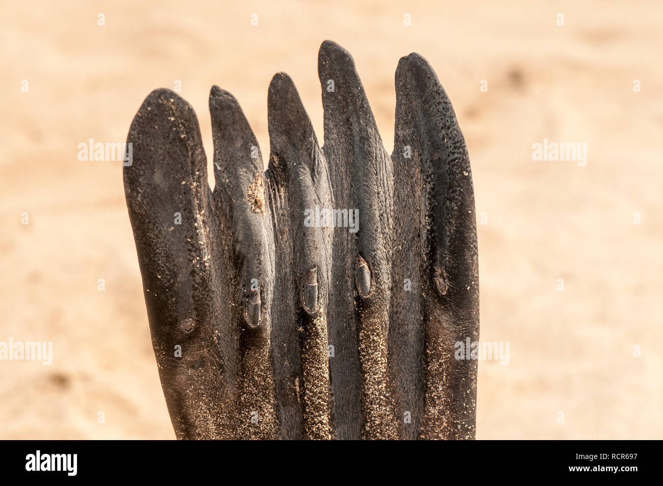 Braunes Fell seal, Arctocephalus pusillus, Flossen mit vier Fingern, Kreuzkap, Namibia Stockfoto