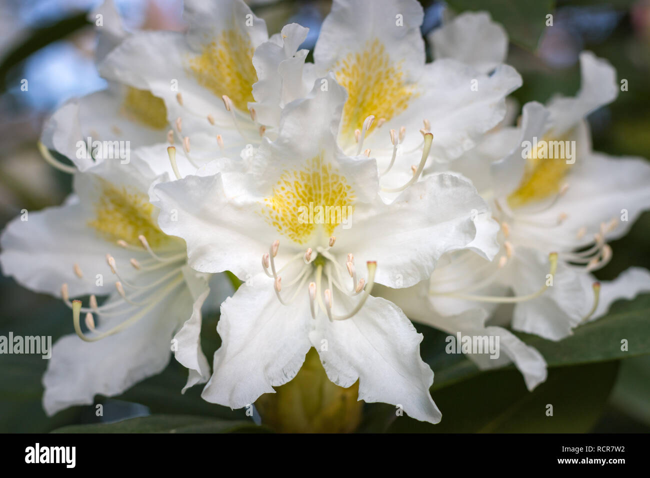 In der Nähe von weißen Rhododendronblüte in voller Blüte in einem Garten Stockfoto