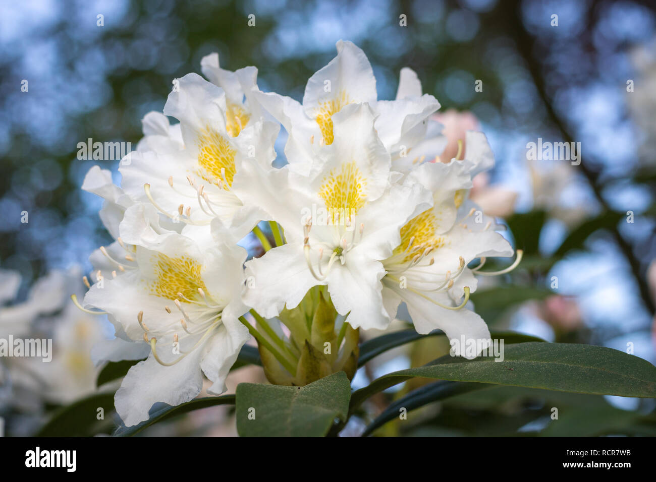 In der Nähe von weißen Rhododendronblüte in voller Blüte in einem Garten Stockfoto