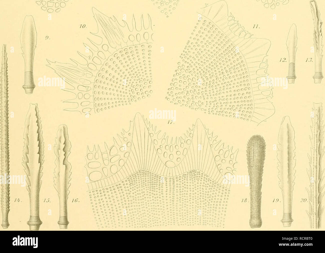 Eucidaris tribuloides Fotos und Bildmaterial in hoher Auflösung Alamy