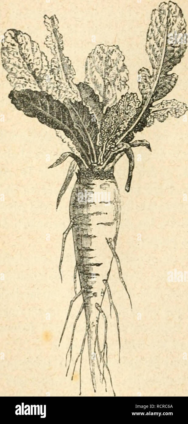 . Elementos de Botánica, conformes Al proggrama de la Universidad Mayor de la República entresacados de Payer, Sachs, Van Tieghem, Lanessan. 2. ed. Korr. y aumentada por Varios amantes de la Ciencia, bajo la Dirección del recopilador. Botanik. ORGANOGRAFIA VEGETAL RAÍCES Raíz vertikale y Raíces fasciculadas-Si hacemos ger-Minar una Bellota de Encina, veremos que su raíz se Katzen en la tierra, se emite alarga y de Distancia de distancia raíces Se-cundarias: éstas á su Turno se ramifican Varias y las veces ramificaciones últi-mas se cubren de una multitud de pequeñas Rai-cillas, cuyo moeglichst Stockfoto