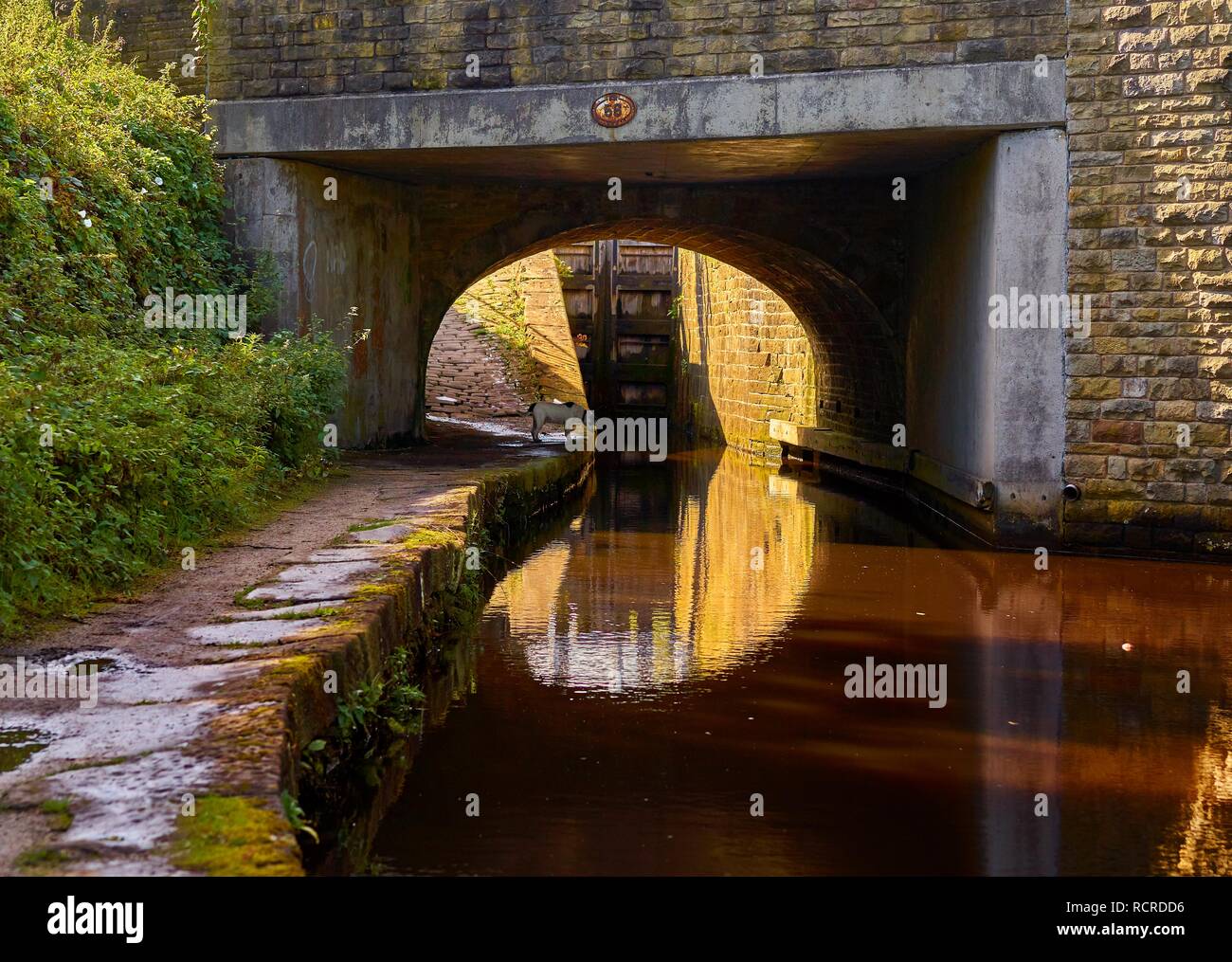 Brücke und auf die Huddersfield Narrow Canal an Marsden, West Yorkshire, England. Ein Hund schaut ins Wasser unter der Brücke. Stockfoto