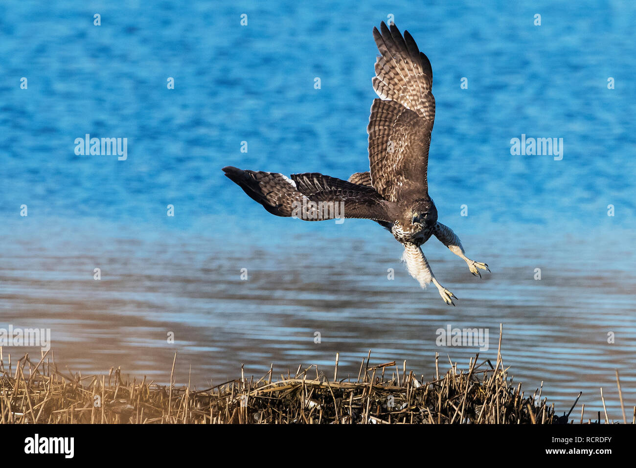 Red tailed Hawk im Flug Stockfoto