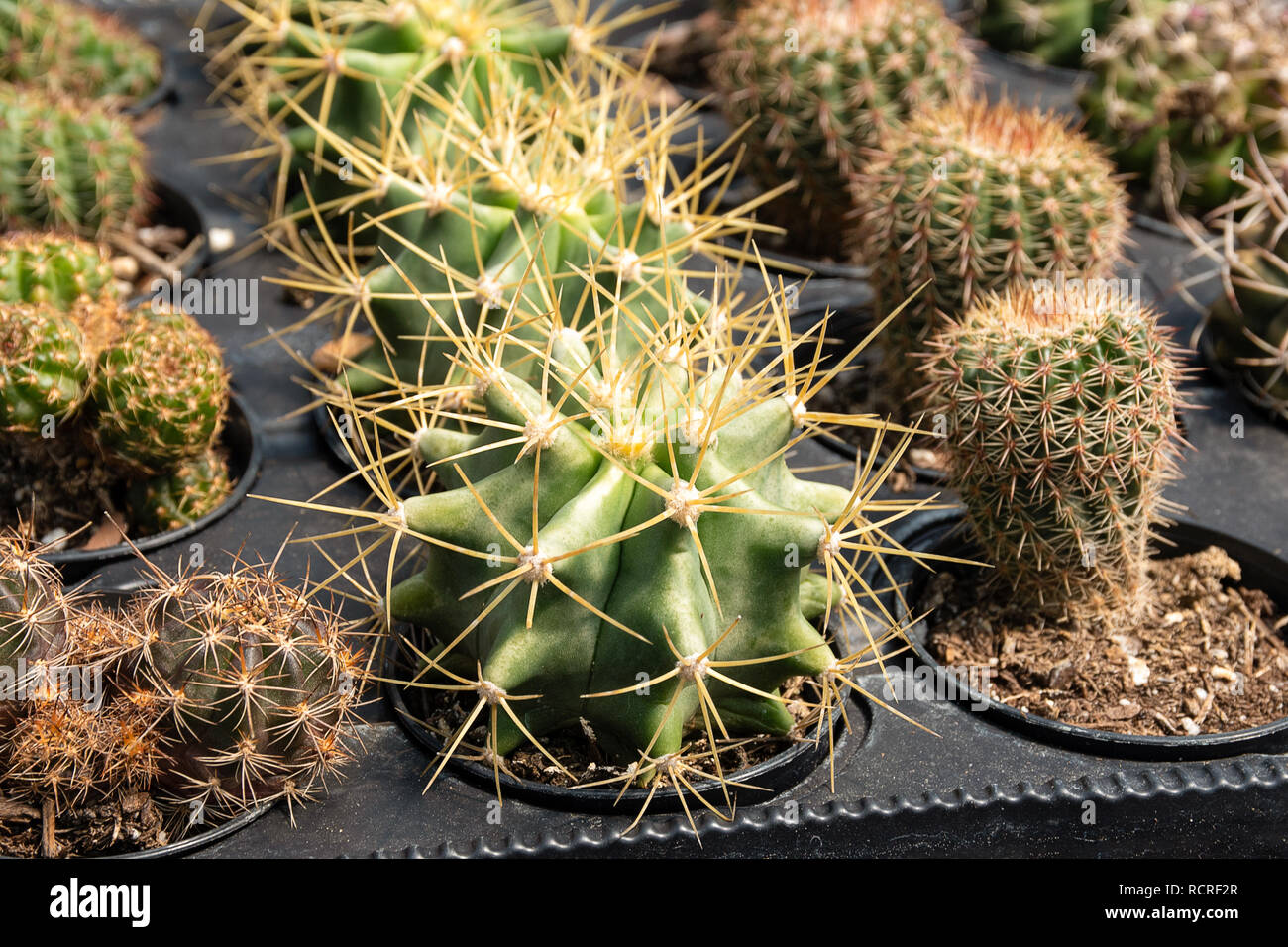 Nahaufnahme der Cactus houseplants in Flower Pot Fach Stockfoto