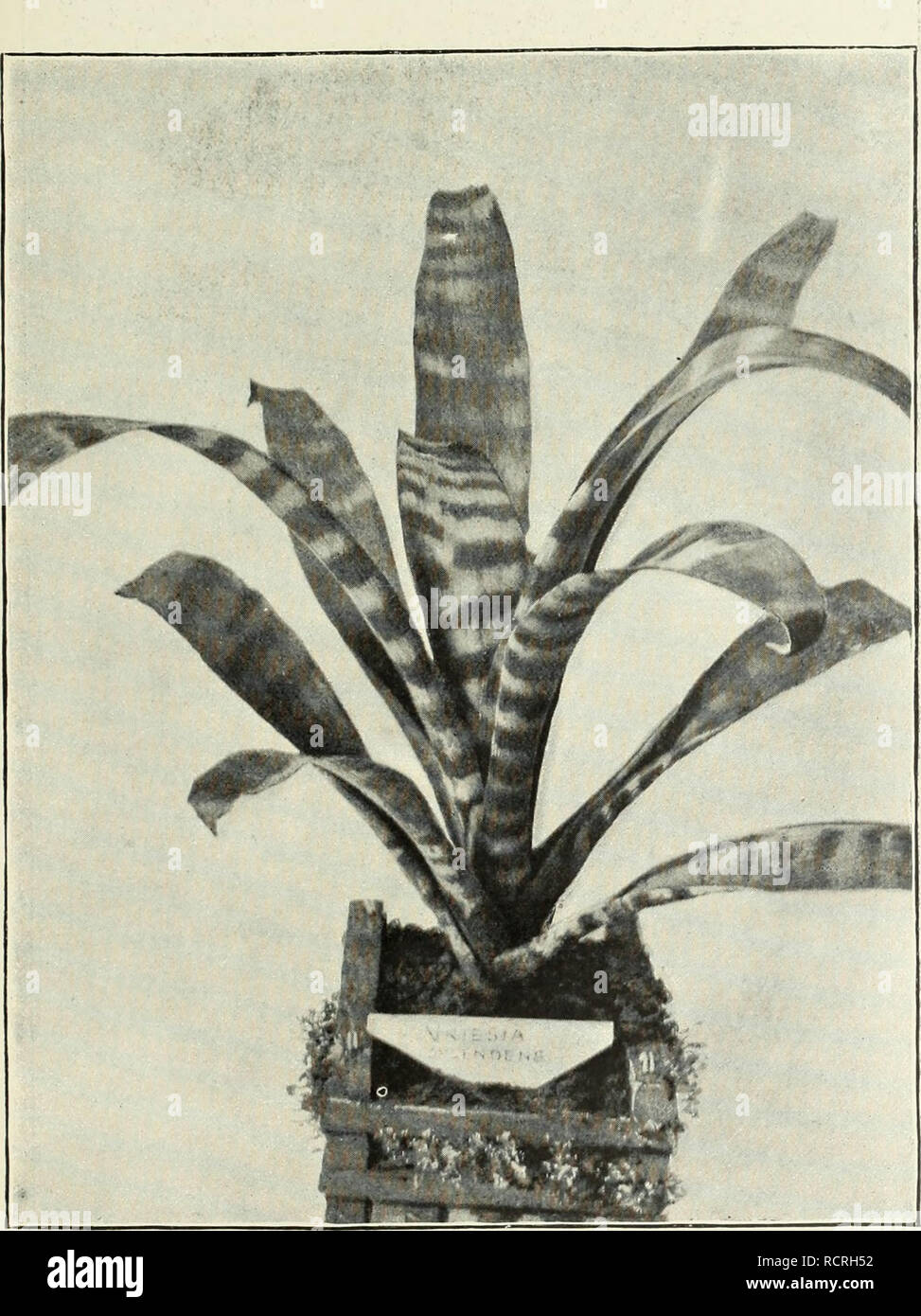 . Beschreibender Katalog Der neue und seltene Samen, Pflanzen, und den Lampen. Die Glühbirnen (Pflanzen) Kataloge; Blumen Samen Kataloge; Pflanzen, Zierpflanzen, Gemüse Samen Kataloge Kataloge; Gartengeräte und Zubehör Kataloge; kommerzielle Kataloge New Jersey. Vriesia splkndens. (Siehe gegenüberliegende Seite). Bitte beachten Sie, dass diese Bilder sind von der gescannten Seite Bilder, die digital für die Lesbarkeit verbessert haben mögen - Färbung und Aussehen dieser Abbildungen können nicht perfekt dem Original ähneln. extrahiert. United States Baumschulen; Krug, James R; Manda, W.; Krug & Amp; Manda; Henne Stockfoto