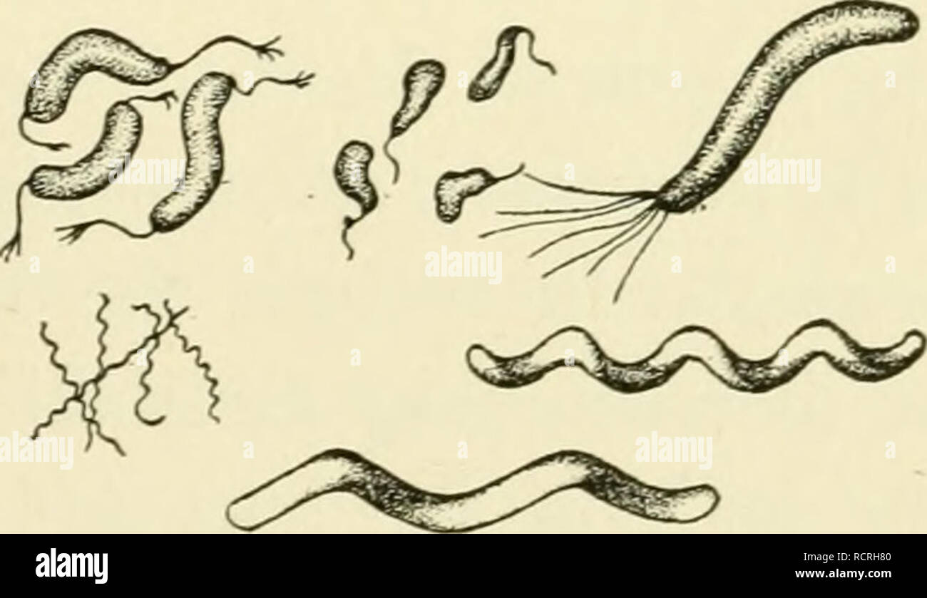 Elemente Der Biologie Insbesondere In Bezug Auf Ihre Rolle Im Leben Der Tiere Biologie Zoologie Bazillen Luft Contammg Sauerstoff Sind Haufig Diese Werden Als Anaerobe Bakterien Einige Arten Sind Durch