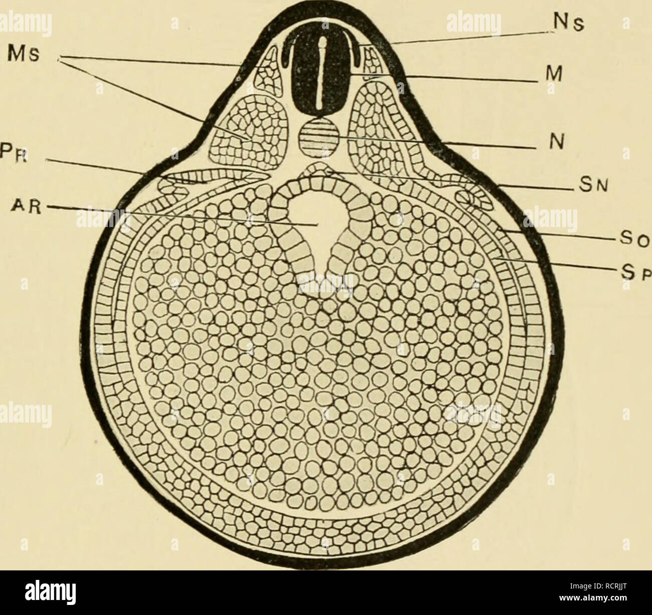 . Die Entwicklung von Ei des Frosches; eine Einführung in die experimentelle Embryologie. Embryologie. Cii. XIII] ORGAXS HER: ICH DIE EXDODERM 143, dass die ganze Embryo übernimmt. Die baldige Erweiterung der anterioren archenteric Hohlraum und die Bildung einer einschichtigen Mauer am vorderen Ende, mit nachfolgender Ausbildung der Gill - Schlitze, scheint das Ergebnis der Aktivität Der endodermale Zellen dieser Regionen zu werden. Auf der anderen Seite, einige der Änderungen in der Form, dass das Lumen erfährt scheinen würde sich aufgrund der Änderung der Form des ganzen Embryo zu Posterior, wie Antero verlängert - und Stockfoto