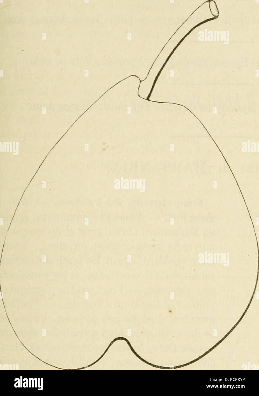 . Wörterbuch de pomologie, Contenant l'histoire, la Description, la Abbildung des Früchte Früchte anciens et des modernes les plus g © n©ralement connus et cultivÂ © s. Obst - Kultur. MAR 405 Kultur. Â Mez arbre n'a rien de particulier dans sa vÃ©gÃ©tation; Il se PLAÇA® t sur le cognassier autant que sur le Franc, et prend toujours une assez Jolie forme Pyra-midale. Poire Marquise. Beschreibung du Obst. Â Grosseur: Au-dessus de la Moyenne. Â Forme: turbinÃ © e Bien dans sa arrondie nebenklägerin infÃ©rieure conique, lÃ©gÃ¨rement stumpfen À son autre © mitÃ extrÃ©, qui ins est bosselÃ©e et mamelonnÃ©e. Â Stockfoto