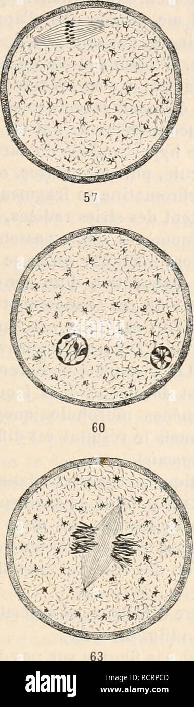 . Wörterbuch de Physiologie. Physiologie. . Bitte beachten Sie, dass diese Bilder sind von der gescannten Seite Bilder, die digital für die Lesbarkeit verbessert haben mögen - Färbung und Aussehen dieser Abbildungen können nicht perfekt dem Original ähneln. extrahiert. Richet, Charles Robert, 1850-1935; Langlois, Paul, 1862; Lapicque, Louis. Alcan Paris: F. Stockfoto