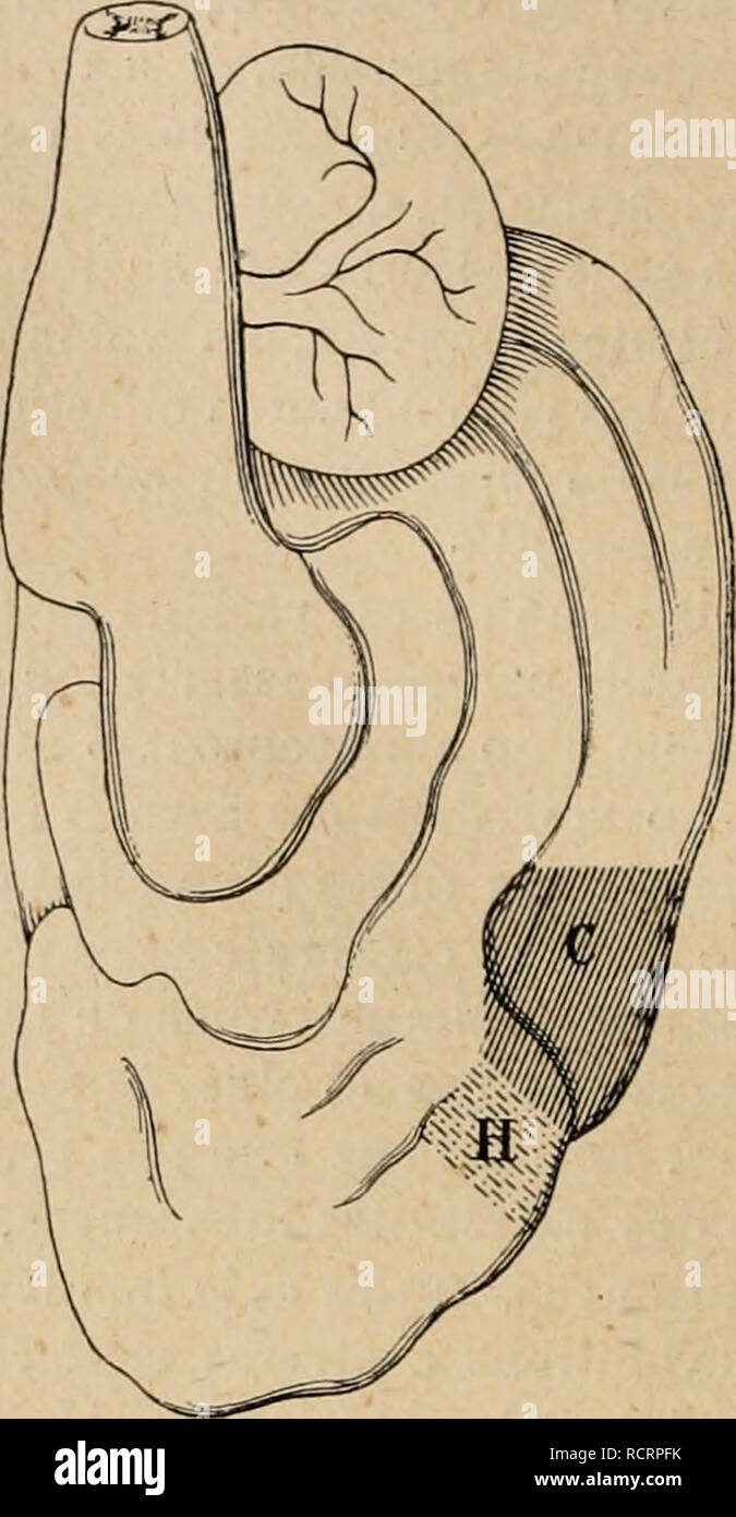 . Wörterbuch de Physiologie. Physiologie. . Bitte beachten Sie, dass diese Bilder sind von der gescannten Seite Bilder, die digital für die Lesbarkeit verbessert haben mögen - Färbung und Aussehen dieser Abbildungen können nicht perfekt dem Original ähneln. extrahiert. Richet, Charles Robert, 1850-1935; Langlois, Paul, 1862; Lapicque, Louis. Alcan Paris: F. Stockfoto