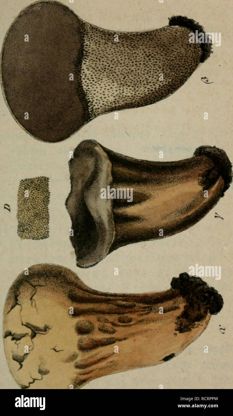 . Deutschlands Flora in Abbildungen nach der Natur: mit Beschreibungen. 3. Abth. Die Pilze Deutschlands. Botanik. JJi.. Bitte beachten Sie, dass diese Bilder sind von der gescannten Seite Bilder, die digital für die Lesbarkeit verbessert haben mögen - Färbung und Aussehen dieser Abbildungen können nicht perfekt dem Original ähneln. extrahiert. Sturm, Jakob, 1771-1848; Corda, August Karl Joseph, 1809-1849; Ditmar, L. S. F; Preuss, C G; Rostkovius, Friedrich Wilhelm Teophil; Sturm, Johann Wilhelm. Nürnberg Stockfoto