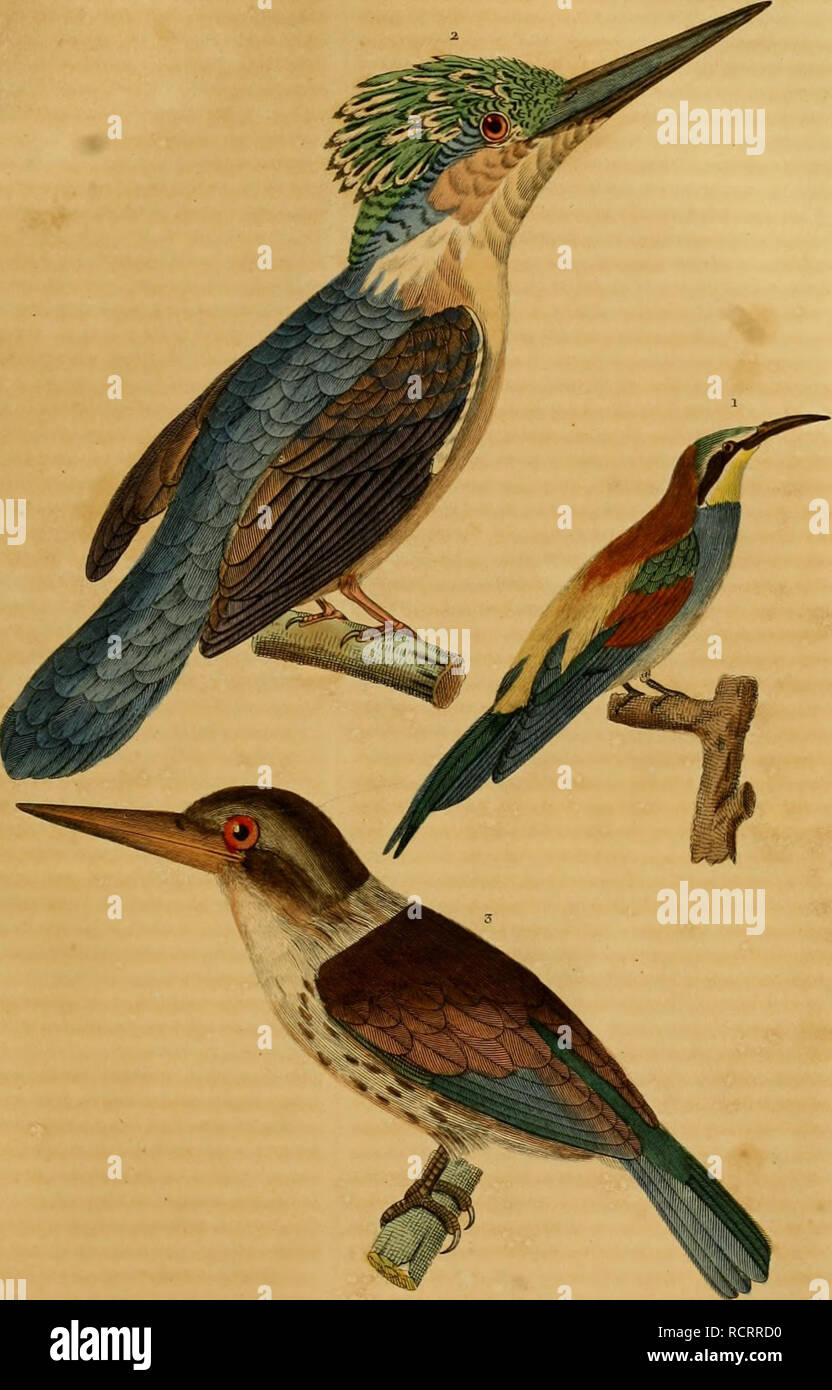 . Wörterbuch classique des sciences naturelles: présentant La définition, l'et l'histoire de tous les être qui composent les Trois règnes analysieren, leurs Anwendung générale aux Arts, à l'Landwirtschaft, à la médicine, à l'Economie domestique, etc.. Natural History. 1 GUEPIER COMMUN. Merops apiasier. 2 MARTIN PECHEUR VINTSIOIDE. Akedo vintsioides. 3 MARTIN - CHASSEUR eine COIFFF; BRUNE. Dacelo fiiscicapiUa. Bitte beachten Sie, dass diese Bilder aus gescannten Seite Bilder, die digital für die Lesbarkeit verbessert haben mögen - Färbung und Aussehen dieser Abbildungen können nicht Perfekt r extrahiert werden Stockfoto