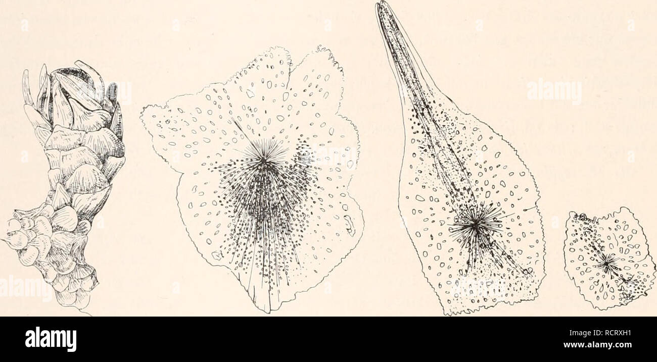 . Deutsche Südpolar-Expedition, 1901-1903, im, Aufträge des Reichsamtes des Innern. Gauss (Schiff); Wissenschaftliche Expeditionen; Antarktis. 308 Deutsche Südpolar-Expedition. lang. Die Polypen Artikel sehr zerstreut an den Kurzzweigen, ver- einzelt a u c h a m S t a m m e, sind 1,5-2 mm lang, Adaxial gut einge-bogen und weisen a b a x i a 1 5 6 Schuppen in einer Längsreihe auf. Sterben Polypenschuppen Sindh bis 0,6 mm breit, schnelle Glattrandig und sterben Randschuppen sind nur schwach zugespitzt. Dagegen sind Sterben Deck schuppen bis 0,8 mm lange, schmalblättrige Gebilde mit star- kem, Medianem Kiel, der in ein Stockfoto
