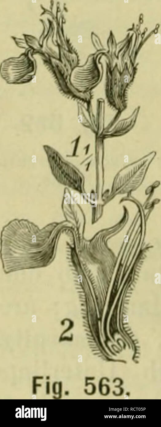 . Deutsche Flora. Pharmaceutisch-Medicinische Botanik. Ein Grundriss der Systematischen Botanik zum Selbststudium für Ärzte, Apotheker und Botaniker. Pflanzen, Heilpflanzen. lOlß Cui 'Nuculiferae. bitterliche ullanthae, Kraut, Hb. Chamaepityos vel Ivae arthriticae wurde als tonisches, Dia- und eröffnendes phoretisches, diuretisches Mittel auch gegen Bheuma und Arthritis vielfach med. angewendet; jetzt ist es obsolet. A. Iva Schreb. Zottig; Bim. Schnell, so lang als das Stützbit., Krone gelb oder rosa, Rohr 3 mal länger als der Kelch; Bit. Lineal - länglich, grobgezähnt. Var. A. moschata Schreb. Gan Stockfoto