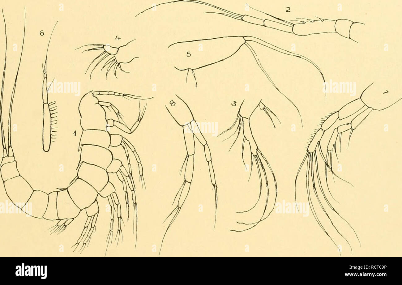 . Deutsche SÃ¼dpolar-Expedition, 1901-1903, im, Aufträge des Reichsamtes des Innern. Gauss (Schiff); Wissenschaftliche Expeditionen; Antarktis. Brady, Marine Copepoden I.509 dÃ¼nn, nicht als Greiforgan ausgebildet. SchwimmfuÃÃ¤ste sÃ¤mtlich dreigliedrig und annÃ¤hernd von gleicher LÃ¤nge. FÃ¼Nftes FuÃpaar klein, Blattartig. Tetanopsis typicns n. sp. (Textfig IV.)? LÃ¤nge 0,52 mm, KÃ¶rper von gleicher Breite in der ganzen LÃ¤nge, nicht merklich vorn oder hinten verschmÃ¤lert. Die Segmente des MittelkÃ¶rpers sind mit dem RÃ¼cken nach hinten in einen. Textfig. Iv. Abb. 1. Von der Seite gesehen, 2 x 140, Stockfoto