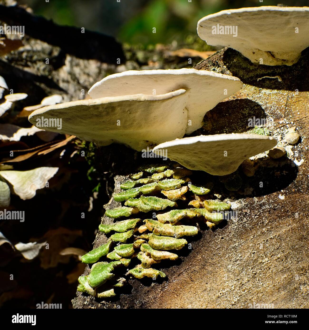 Das Waldland TX USA - 12/21/2018 - Weiß & Grün Pilze auf einen Schnitt Anmelden Stockfoto