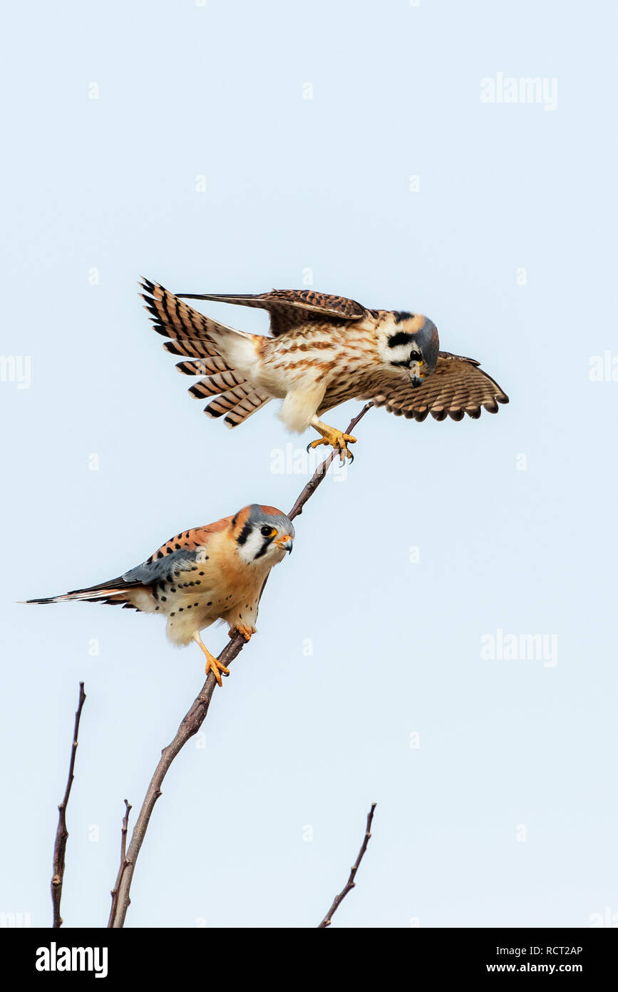 Männliche und weibliche amerikanische Turmfalken Jagd von Barsch Stockfoto