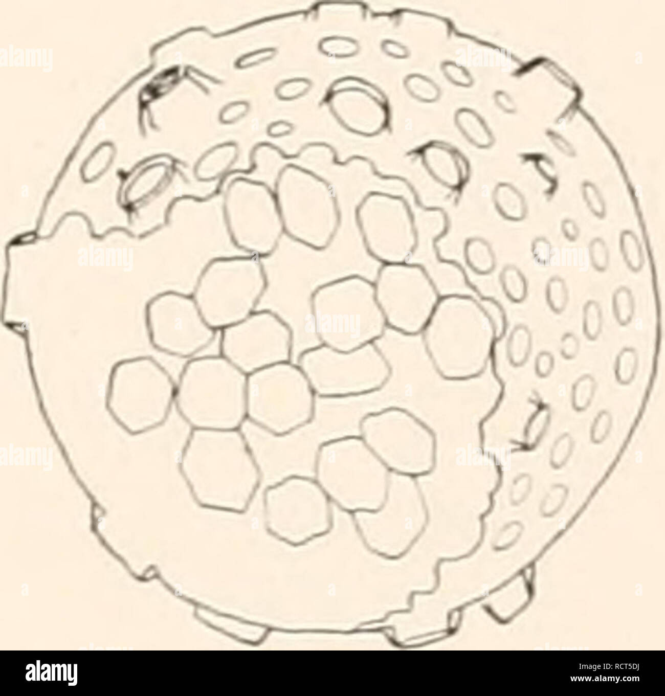 . Deutsche SÃ¼dpolar-Expedition, 1901-1903, im, Aufträge des Reichsamtes des Innern. Gauss (Schiff); Wissenschaftliche Expeditionen; Antarktis. Popofsky. Collosphaeriden. 267 ist. Siphonosphaera crystalloides Hilmers. (Textfig. 31.) Siphonosphaera crystalloides Hilmers 0 (3) S. 83, Abb. 6. Der Diagnose von hilmers (1. c) sei hier nur hinzugefÃ¼gt, daÃ sterben Oktaedrischen oder deutschstämmigen langgestreckt hexagonalen Restkristalle oft eigen - tÃ¼mlich kÃ¶Rnig oder brÃ¶ckelig zerfallen erscheinen, wahrscheinlich infolge weiter fortgeschrittener Sporenbildung. Fundorte. / Hilmers Indopazifischer Ozean. Atlantischer Stockfoto