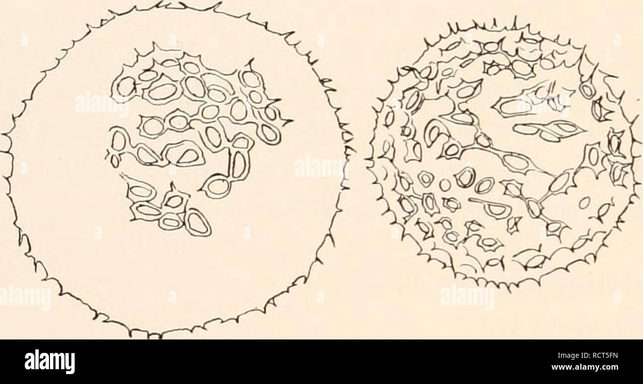 . Deutsche SüdpolarExpedition, 19011903, im, Aufträge des