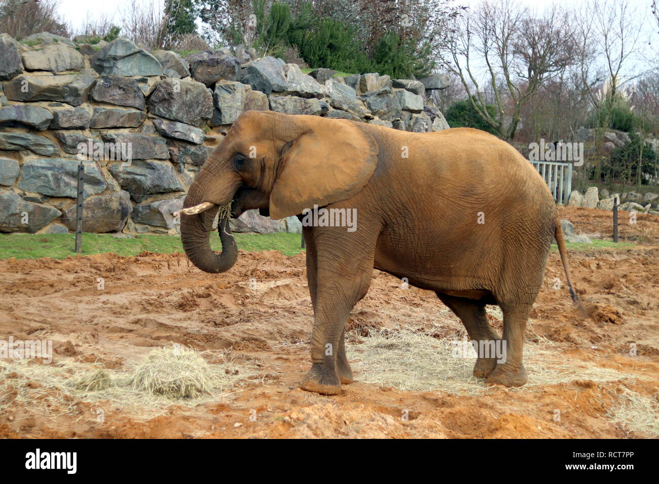 Afrikanischer Elefant in Colchester Zoo, Essex, Großbritannien Stockfoto