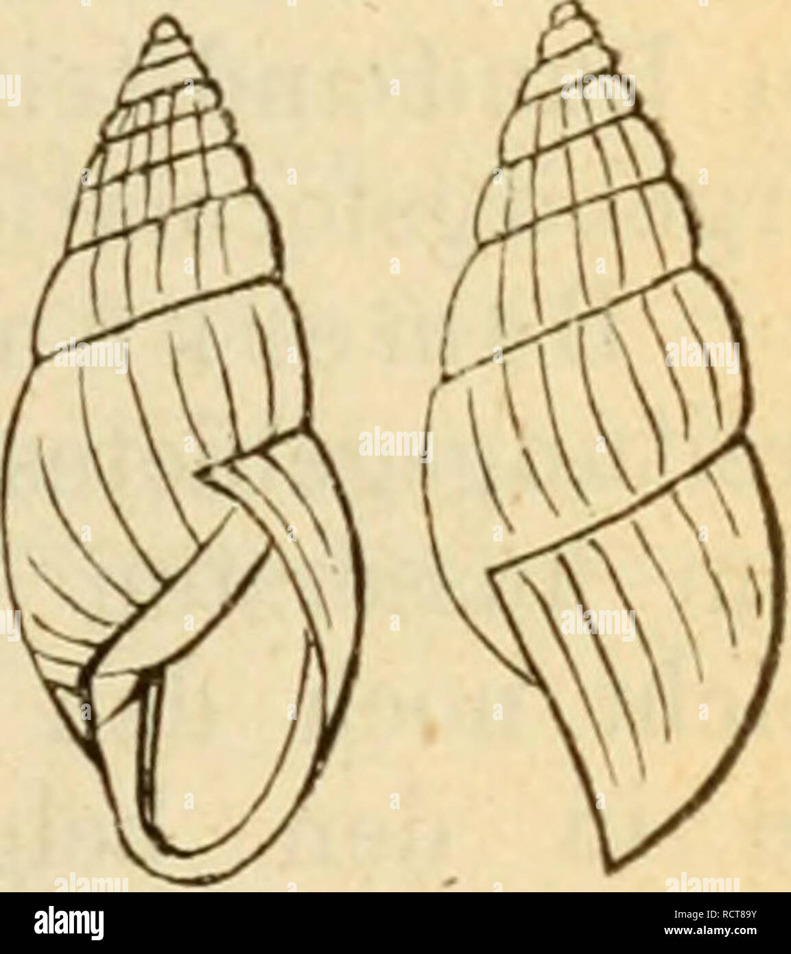 . Deutsche Ausflüge - Mollusken - Fauna. Muscheln. 173/. Zehr Ina detrita^ Müller. Helix detrita, Müller, VERM.bist. Ii s. 101 Nr. 300. 1774. - Kreglinger, Gold-Getue, Gysser, sandberger. -- Cbemnitz, IX. t. 134 Abb. 1225. - Ed. 2. t. 17 SSg. 13 - 18. BuUmus raiHatus, Brug. Enc. Zetb. I. S.312. 1789. - Sturm, Fauna YI. 4. t. 13. -- C.Pfeiffer, Naturg. I. S. 49 t. 3 Abb. 4 - 6. - Rossm., Symbol. 42. 390. -- Scboltz, V. Seckendorf, Leydig, Speyer, Tbomae, SANDBERGER U. Kocb, Scbneider, Pürkbauer, Küster. Buliminus detritns, Kobelt, Nassau s. 131 t. 2 Abb. 7. Helix sephim, Gmelin, S. 3654 Nr. Stockfoto