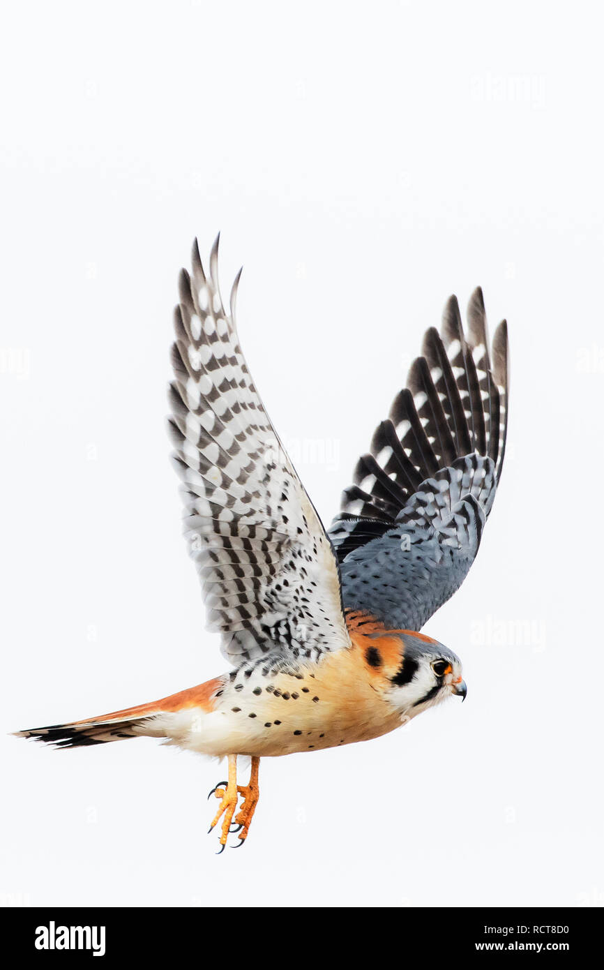 Amerikanische kestrel Flug Stockfoto