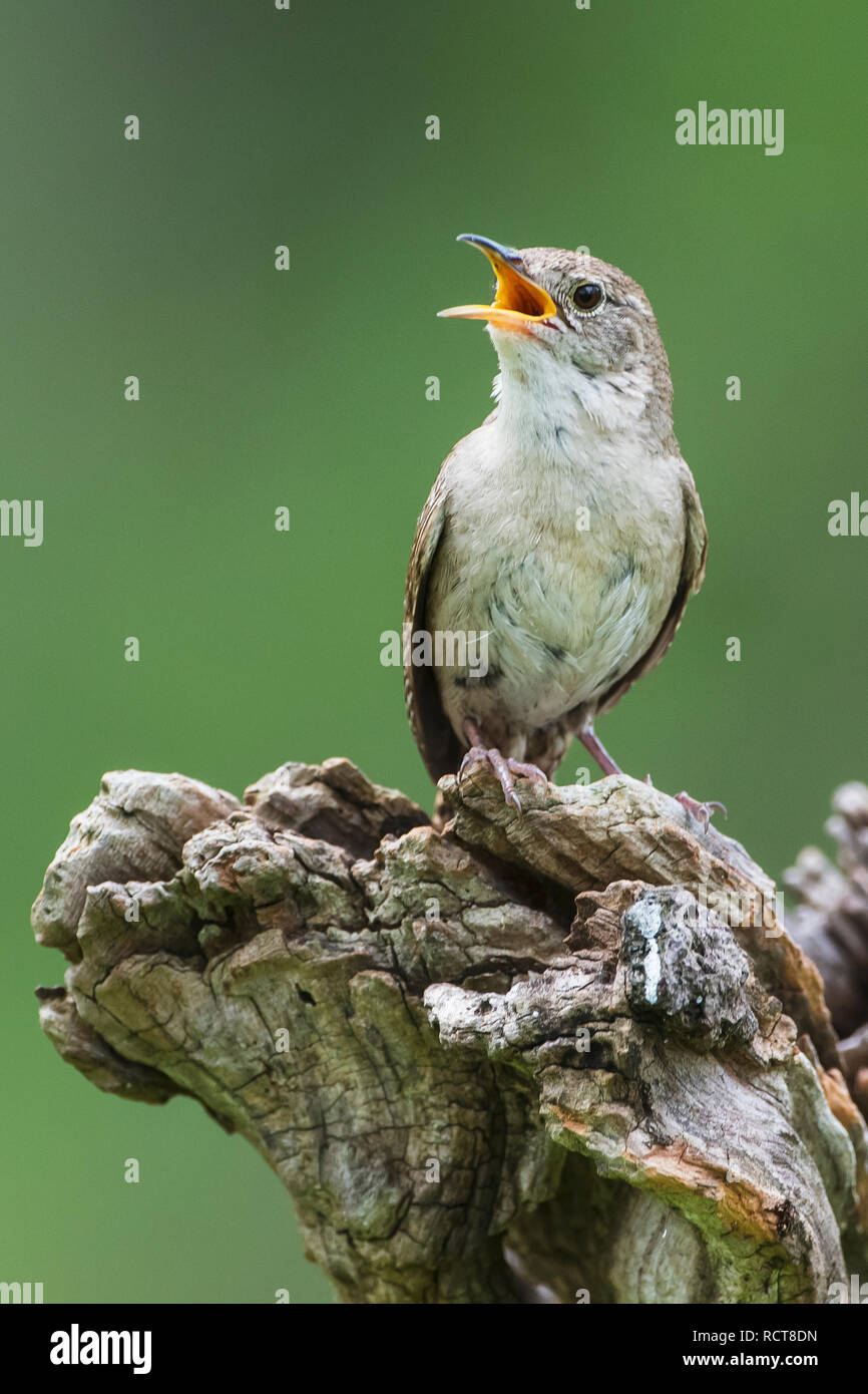 Gesang Haus Wren Stockfoto