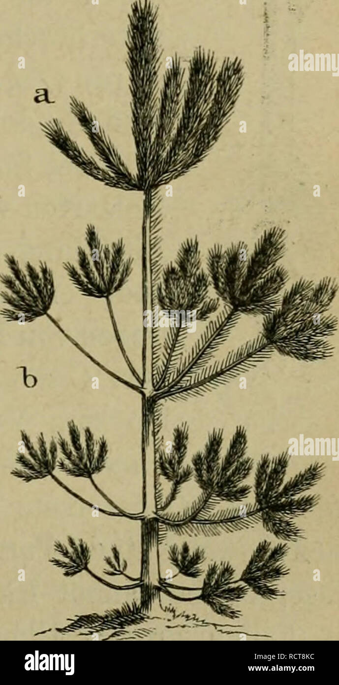 . Deutsche Forstbotanik, oder, Forstlichbotanische Beschreibung aller deutschen Waldhölzer. Von Gehölzen; Holz. 113 Auch sonst pflegt sie, wie oben S. 109 bemerkt, der zwischen Ringelstelle von Seitenästen und dem Stamme zu fehlen. Es giebt jedoch auch zahlreiche Fälle normaler Aufsteigen-der / des Bildungssaftes, selbst wenn wir absehen von Gewächsen, gipfelständiger deren Blütenflor von den darunter befindlichen Blättern ernährt werden muss (Agave, Syringa u k.w.). Eine Keimpflanzen sterben sich anfänglich auf Kosten fleischiger Kotyledonen wandert entwickeln, deren Inhalt zu Entwicklung Stockfoto