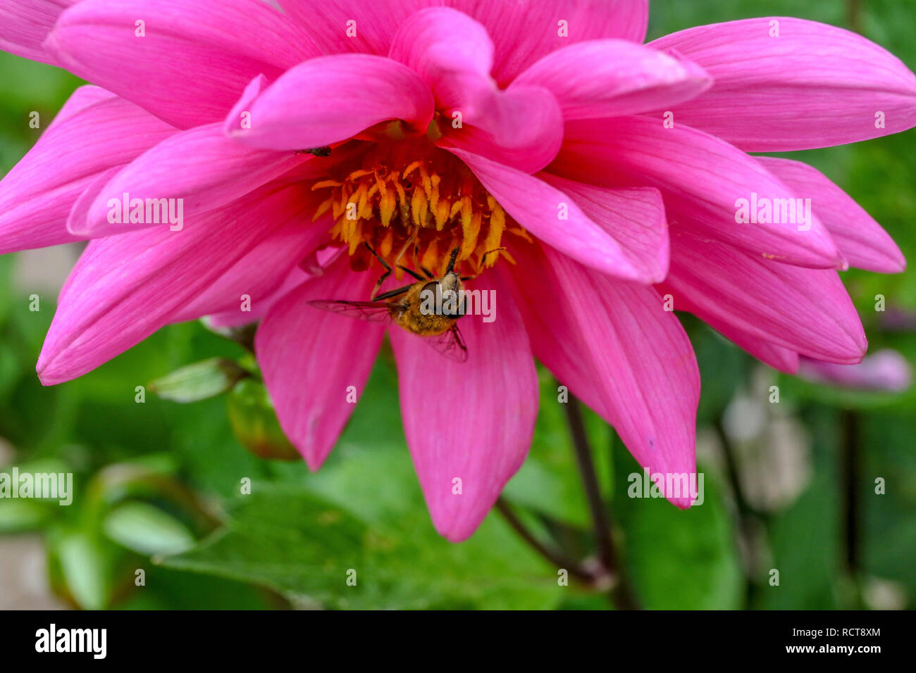 UK Garten Insekt mit der Oberseite nach unten sammeln Pollen aus einem cerise Dahlie Blume. Stockfoto