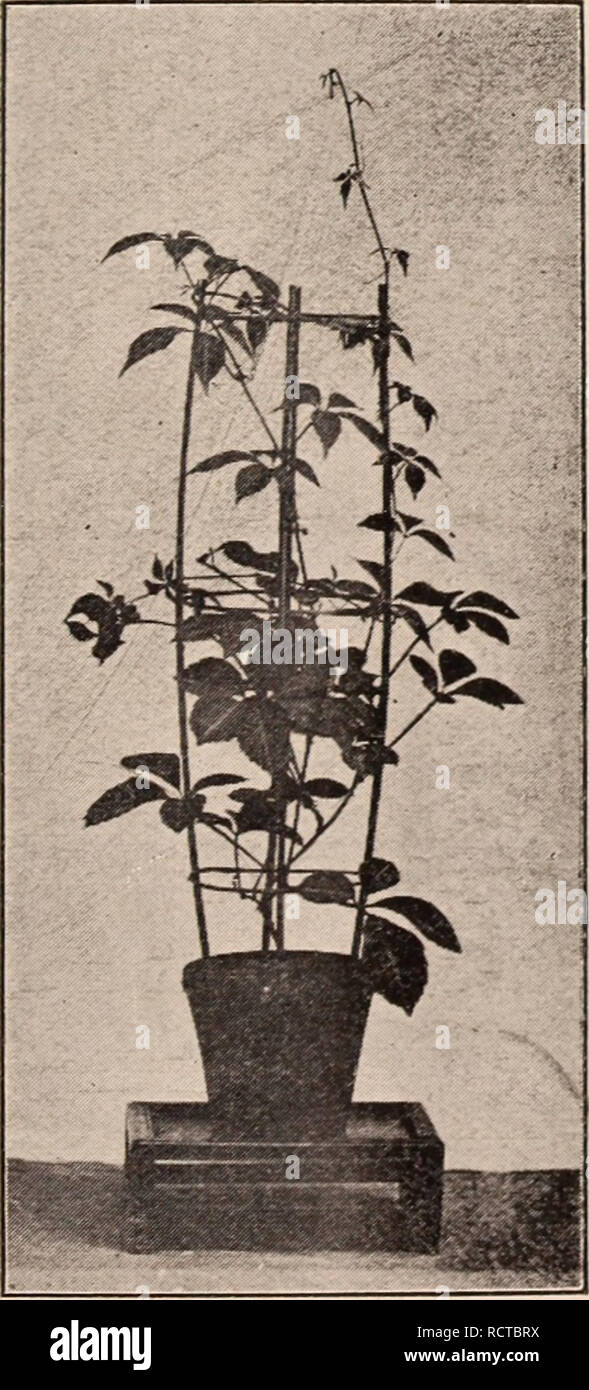 . Beschreibender Katalog der Blüte, dekorative Bäume, Sträucher, Zwiebeln, Kräuter, Kletterer, Obstbäume, &Amp; C., &Amp;, & Amp; c. / Für Verkauf durch die Yokohama Baumschule Co., begrenzt. Baumschule Katalog. LAGENAKIA VULGARIS, chinesischen Flasche Kürbis.. VITIS HENRYL" Hoya cariiosa, zentrale bunte Blätter - jeweils 30 C.; pro 10, S 270. Hoya carnosa, Rn bunte Blätter - jeweils 30 C. ; Pro 10, $ 2.70. Hydrangea scandeiis, ornamentalen woody Weinstock, weiß Dolde Blüten - Pro 10, Si.70. Kadzura japonica, ornamentalen woody Weinstock, rote Beeren, gut für Gitter und Wände - jeweils 20 C. ; 10, Si.80. Kadzura japonica, Foggy s Stockfoto