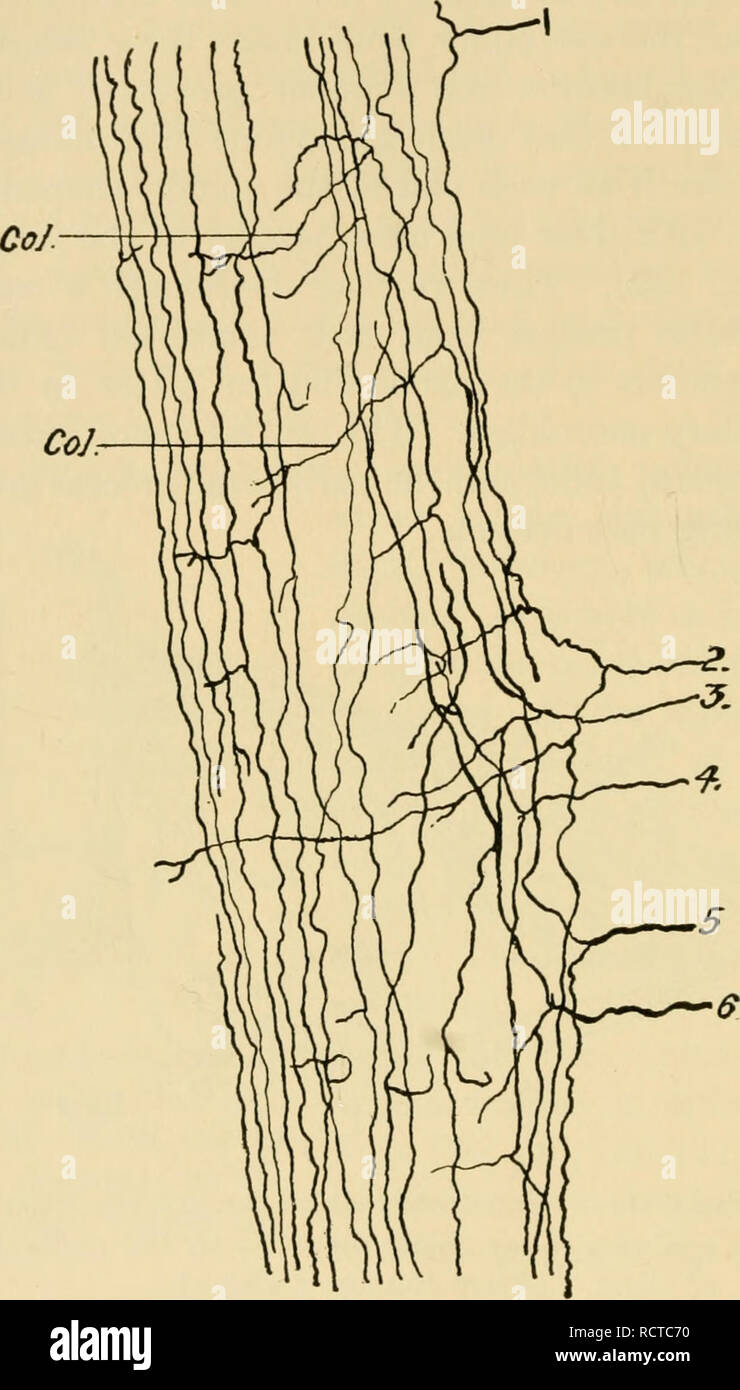 . Die Entwicklung der Küken: eine Einführung in die embryologie. Embryologie; Hühner - Embryonen. 238 DIE ENTWICKLUNG DER KÜKEN Es bifurcates, wodurch zwei Zweige, von denen wächst auf den Kopf und die andere in Richtung der Schwanz in der Dorsalen. Abb. 142. - Sechs zentripetale axones der dorsalen Wurzel, konsequent von einer guten Vorbereitung kopiert, die nach der Methode der Golgi-apparat. Aus einer Längs- und Tangentialschnitt der dorsalen Spalte des Rückenmarks von einem 8-tägigen Küken. (Nach Ramon y Cajal.) Kol., Sicherheiten. 1, 2, 3, 4, 5, 6, der AXONES die Schnur in der Spalte eingeben. Stockfoto