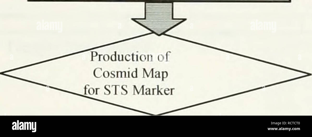 . Die Entwicklung einer cosmid Karte von Chromosom 12p13. Sweet Briar College; Chromosomen. Beschränkung Endonuklease Verdauung und Agarose-Gel-Elektrophorese. P Abbildung 6. Flussdiagramm der Schritte, die erforderlich sind, um eine physische Karte von einem Chromosom zu produzieren. Dies ist ein sehr kurzer Überblick. Siehe die Gesamtheit der Abschnitt I.C. für eine ausführlichere Beschreibung der Allgemeinen Vorgehensweise. I.C.1. Polymerase Chain Reaction. Um das menschliche Genom brauchen wir Techniken, die zeigen würden, dass eine Gruppe von rekombinanter DNA einen STS-Marker Sequenz innerhalb der eigenen DNA-Sequenz enthaltenen Karte. Zwei große Techniken wurden Stockfoto